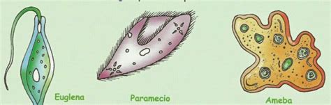 Al carecer de pared celular, su forma es cambiante. Reino Protista【Organismos, Clasificación, Reproducción, Ejemplos】 | Informacionde.info