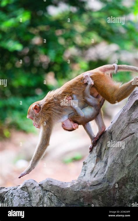 Mother Monkey And Baby Monkey Walk On Rock With Love Stock Photo Alamy