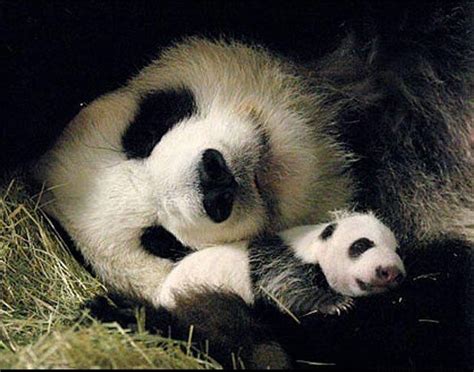 Giant Panda And Baby Sleeping