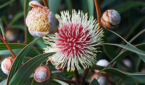 The Wildflowers Of Western Australia Australian Geographic