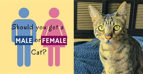 How To Tell The Difference Between Male Female Kittens Sexing Cats With