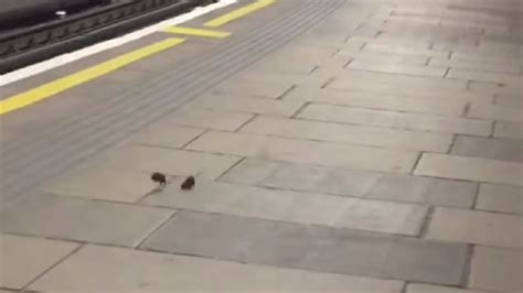 Two Rats Having A Mini Fight In The London Underground Youtube