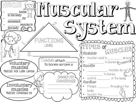 Muscular System Complete Unit With Lesson Plans Facts Book Diagrams