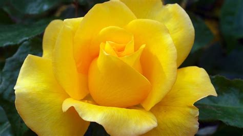 Beautiful Yellow Roses Youtube