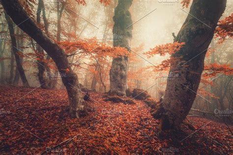Mystical Autumn Forest In Yellow Fog By Den Belitsky On Creativemarket