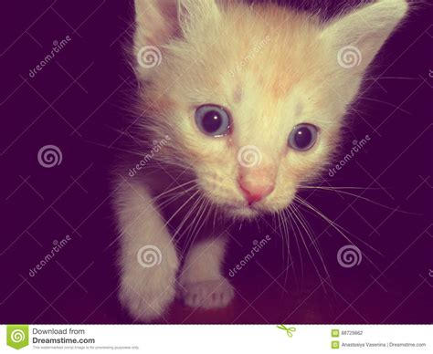 Cat Animal Cat Stock Photo Image Of Domestic Ginger 88729862