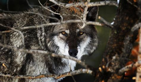 Doug Smith Of The Yellowstone Gray Wolf Restoration Project Theyre