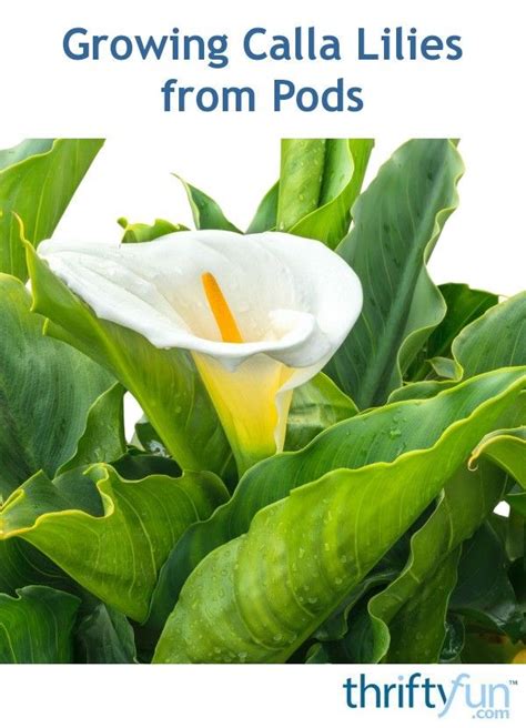 Growing Calla Lilies From Pods Calla Lily Lily Seeds Planting Flowers