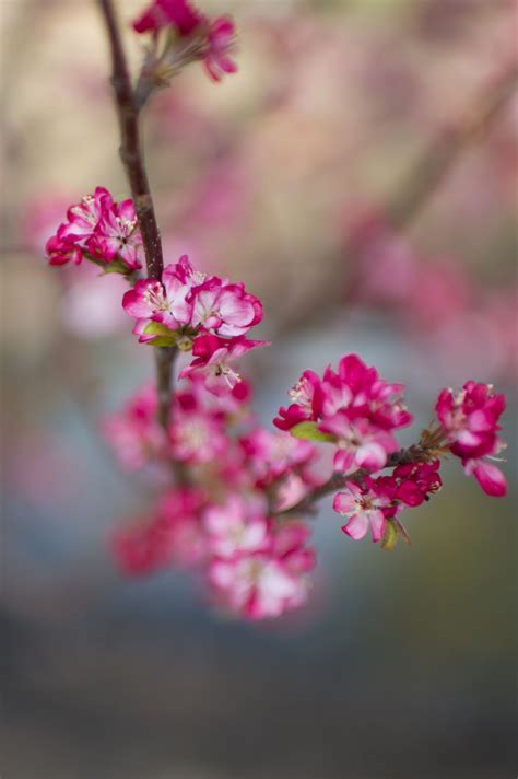 Dwarf flowering trees for sale. CRABAPPLE CORALBURST DWARF FLOWERIN For Sale in Boulder ...