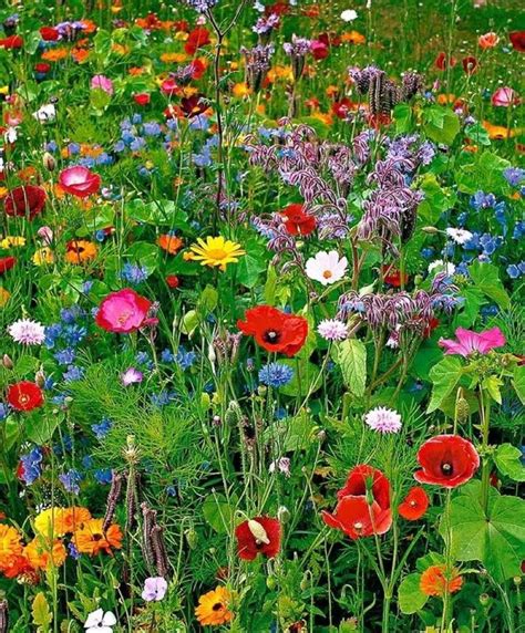 Wildflower Garden From Seeds Garden Ideas Pinterest