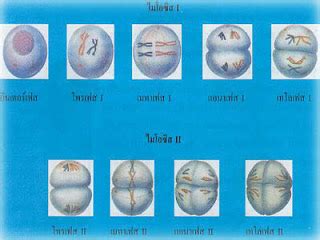ด.ญ. วชิราภรณ์ สืบโหร ม.3/3 เลขที่ 41: การแบ่งเซลล์แบบไมโทซิส ( mitosis) และ แบบไมโอซิส ( meiosis)