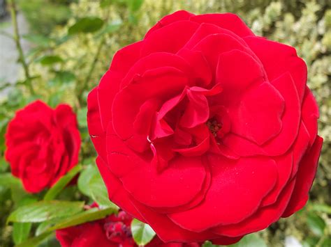 Перевод слова rose, американское и британское произношение, транскрипция, словосочетания, однокоренные слова, примеры использования. Dublin Bay Red Rose