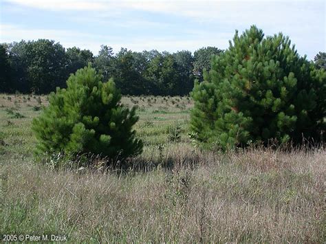 Pinus Resinosa Red Pine Minnesota Wildflowers