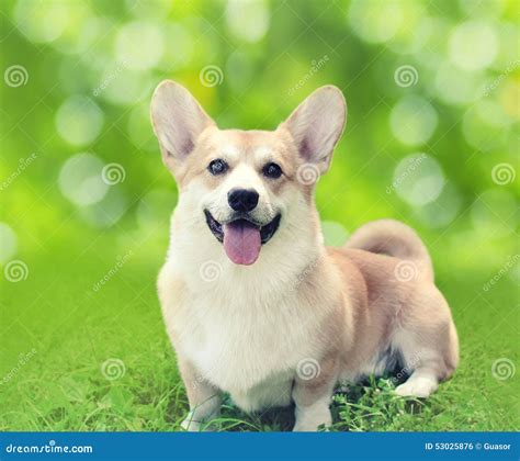 Happy Dog Welsh Corgi Pembroke Sitting On The Grass In Summer Day Stock