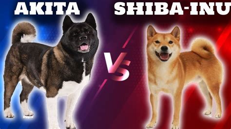 Akita Vs Shiba Inu Whats The Difference