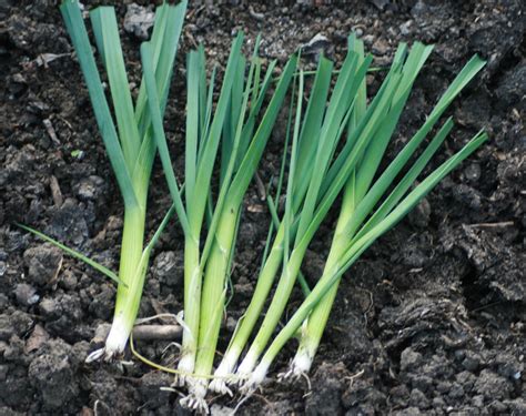 Allotment From Plan To Plot To Platter Growing Leeks