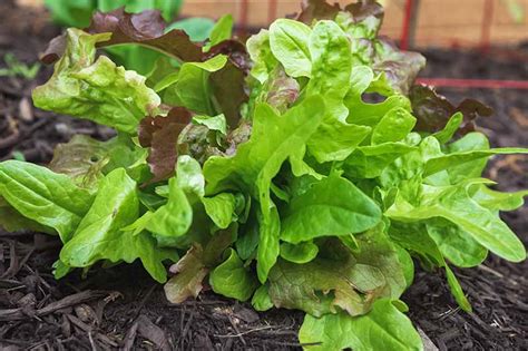 What Is Mesclun How To Grow Spring Mix Make House Cool