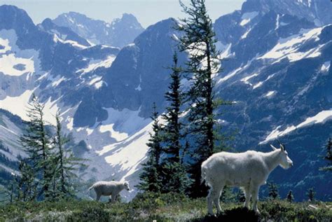 North Cascades National Park Washington Usa Hiking Wildlife