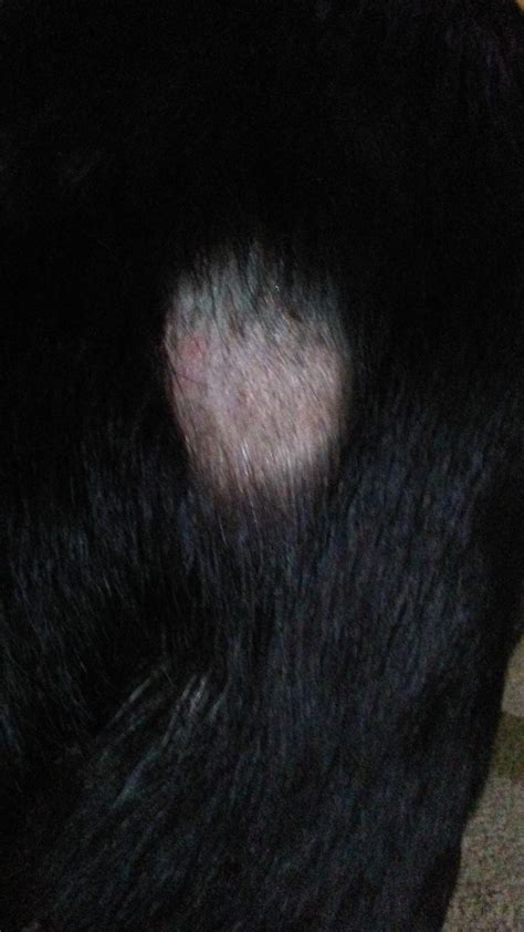 2yo Dog Scabby Bald Patches Appearing Near Her Tail Imgur