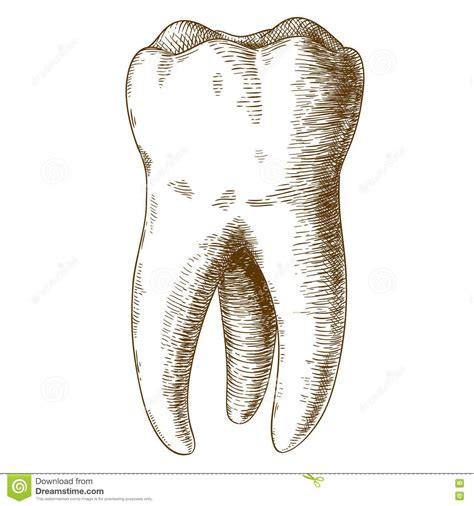 Molar Tooth Drawing At Explore Collection Of Molar