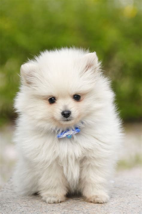 Big fluffy dog breeds require extra care and attention to their coat and skin. Biggest Fluffy Dog Breed - Goldenacresdogs.com