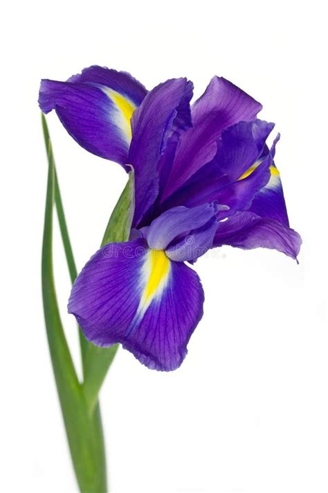 280 Purple Iris Flower Free Stock Photos Stockfreeimages