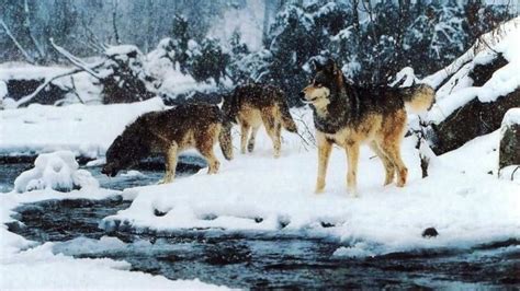 Wolf Wolves Predator Winter Snow Wallpapers Hd Desktop And Mobile