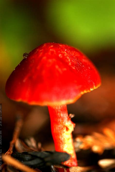 Photo Bright Red Mushroom Mg 8021 By Seandreilinger
