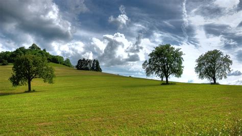 Background Trees Sky And Grass