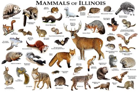 Michigan Mammals Pictures Pets Lovers