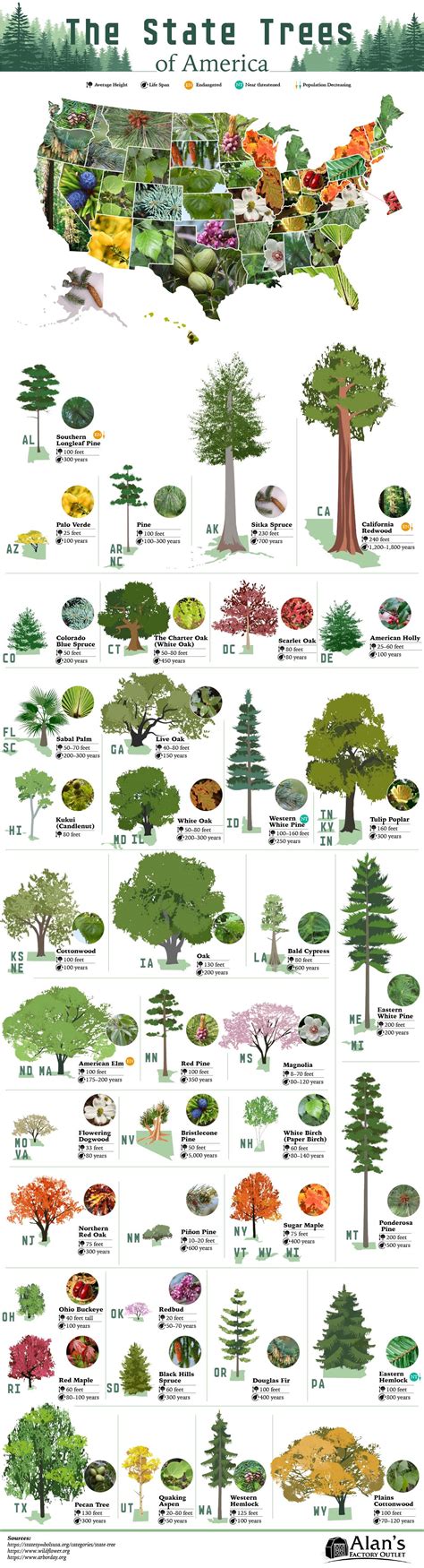 The State Trees Of America Infographic