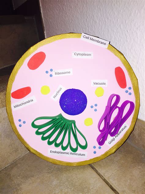Each organelle in an animal cell consists of their own shape, size, and function. Animal Cell project | Animal cell project, Cells project ...