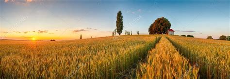 Summer Wheat Field Panorama Countryside Agriculture Stock Photo By