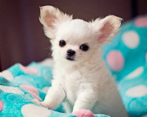 Long Haired Chihuahua Information A Complete Breed Guide
