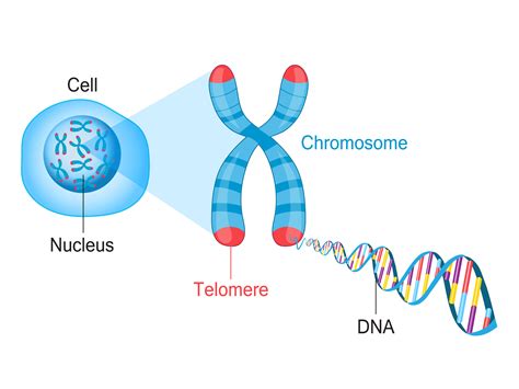 Cells Become Zombies When The Ends Of Their Chromosomes Are Damaged A