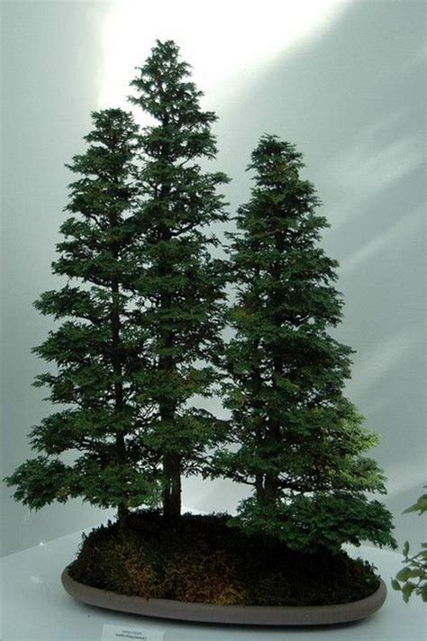 Check spelling or type a new query. Wunderschöne Bonsai Baum Kompositionen | Bonsai baum ...