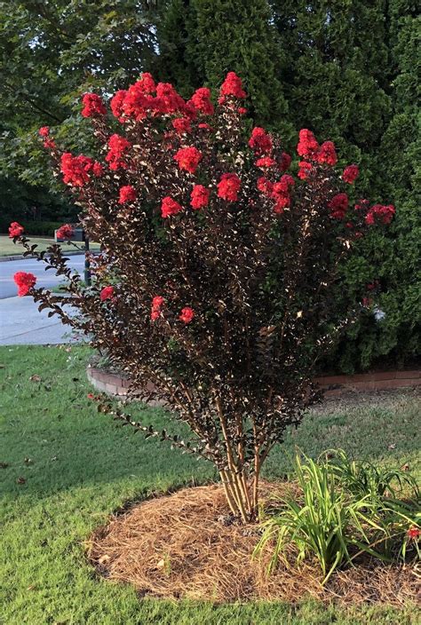 Crepe Myrtles Plant Care And Collection Of Varieties