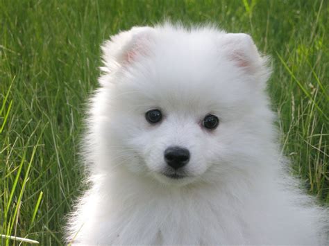 Cute Japanese Spitz Puppy In Grass Japanese Spitz