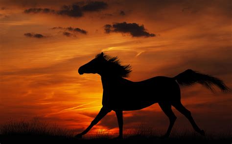 Free Download Horse Full Hd Wallpaper And Background 1920x1200 Id404290