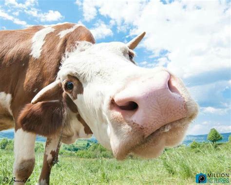 Pin By Iman Ahmed Naguib On Animals Animals Cow Photo