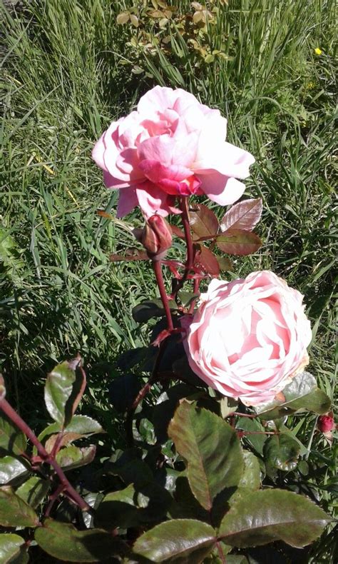 Queen Elizabeth Grandiflora Rose Flowers Garden