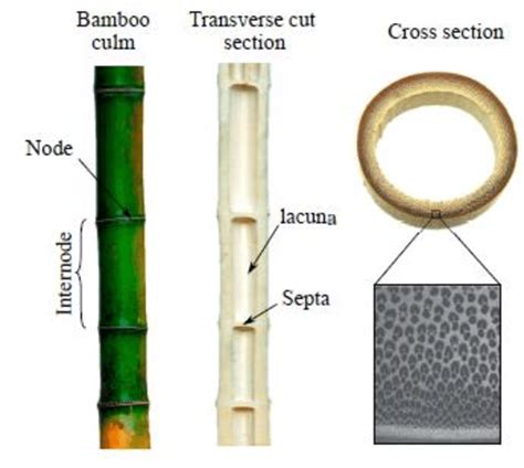 The Morphology Of Bamboo Culm 5 Download Scientific Diagram