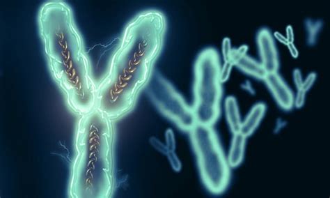 Scientists Crack The Y Chromosome Code For The First Time Breakthrough