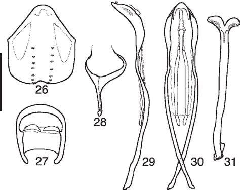 Male Terminalia Of Nothotragopus Species Putative Male Of N