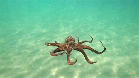 Wild Octopus Swimming Underwater Stock Footage VideoHive
