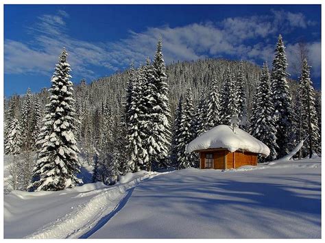 Snow Dust Winter Covered House Landscape Pines Tatched Hut