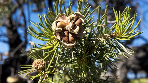 Blm Accepting Bids For Commercial Pine Nut Gathering For The First Time
