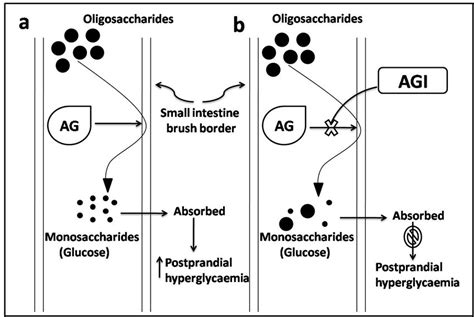 Mechanism Of Action Of Alpha Glucosidase Inhibitors Download