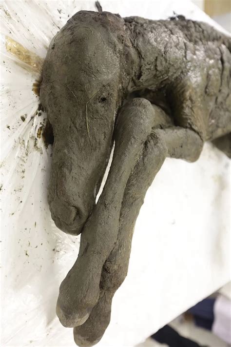 Perfectly Preserved Ice Age Foal Found In Siberia The History Blog