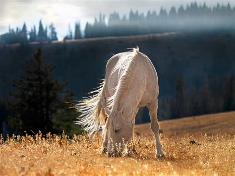 Wild Horse Cloud Photograph By Leland D Howard Fine Art America